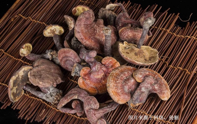 越南靈芝進口報關資料